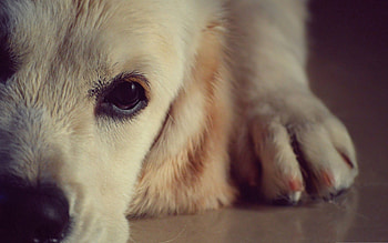 Animals, Dog, Muzzle, Eyes, Nose HD wallpaper