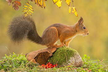 Autumn squirrel , Seasonal squirrel HD wallpaper