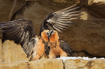 Bearded Vulture, Stunning , Striking backgrounds HD wallpaper