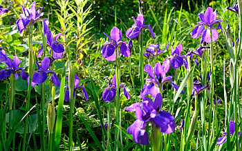 Irises, meadow, flowers, wild HD wallpaper