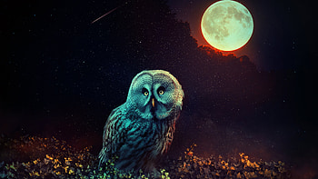 Mystic Owl HD wallpaper