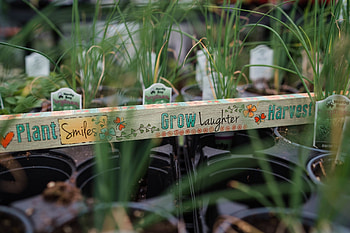 High-quality herb plants, Denver, Colorado, Gardeners' pride HD wallpaper