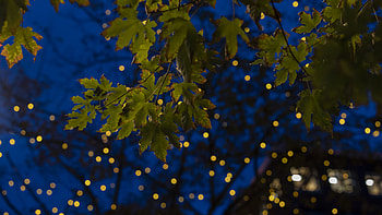 Green Maple Leaves Tree Branches In Yellow Lights Bokeh Background Blue Sky graphy HD wallpaper