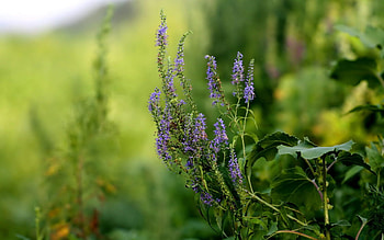 Flowers, Grass, Background, Macro, Blur, Smooth, Greens HD wallpaper