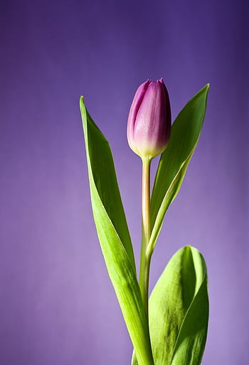 A beautiful purple tulip standing tall against a soft light purple backdrop. HD phone wallpaper