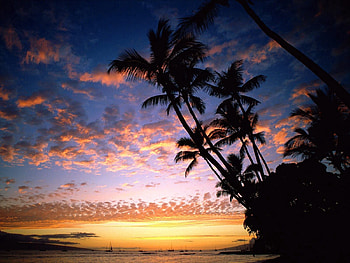 Nature, Sky, Ships, Sea, Palms, Shore, Bank, Silhouettes, Outlines, Evening, Hawaii HD wallpaper