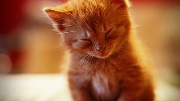 Nap time, animal, kitten, cat, sleep HD wallpaper