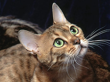 Animals, Cat, Muzzle, Sight, Opinion, Look HD wallpaper