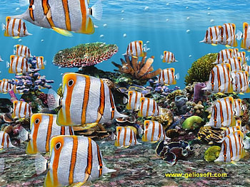copperbanded , fish, butterfly, copperbanded HD wallpaper