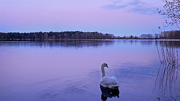 Animals, Nature, Water, Night, Lake, Swan HD wallpaper