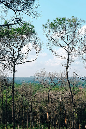 Landscape, Nature, Trees, Horizon, Forest HD phone wallpaper