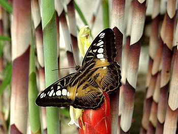 Just Looking Around, butterfly, animals, petals, yellow, flower, red, nature HD wallpaper
