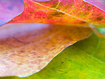 Plants, Autumn, Leaves HD wallpaper