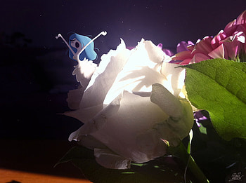 the beauty of rose, white, petals, flower, nature, blooms, lovely HD wallpaper