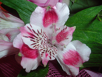 Bouquet du Resto, nature, flowers HD wallpaper