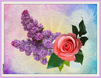 LILACS AND ROSE, ART, LILACS, ROSE, ABSTRACT HD wallpaper
