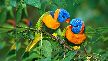 Birds in , Feathered spectacles, Visual wonders, Nature's high-definition HD wallpaper