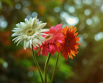 Orange Red Gerbera, red, nature, flowers, gerbera, orange, macro HD wallpaper