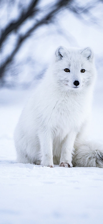 Arctic fox in snow, White wolf, Iceland landscape, Selective focus HD phone wallpaper