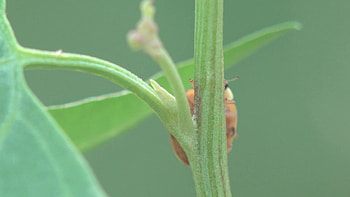 Insect Ladybug beetle bug sitt in green leaf, macro, grass on green background, forest, field, garden, Europe, Stock Video Footage - VideoBlocks HD wallpaper