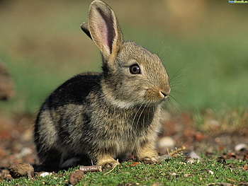 Animals, Rabbits HD wallpaper