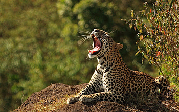 Animals, Grass, Stones, Leopard, Scream, Cry HD wallpaper