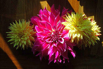 Yellow and Pink Flowers, pink, , yellow, cool, flowers HD wallpaper