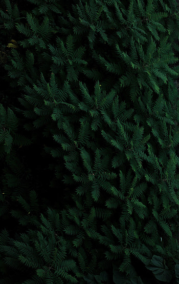 Plants, Nature, Leaves, Branches HD phone wallpaper