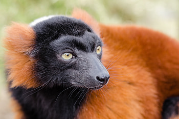 Animals, Muzzle, Nose, Lemur Cook, Lemur Vari HD wallpaper