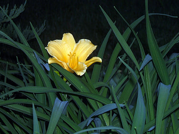 first sping lilly, lilly, spring, green, yellow HD wallpaper