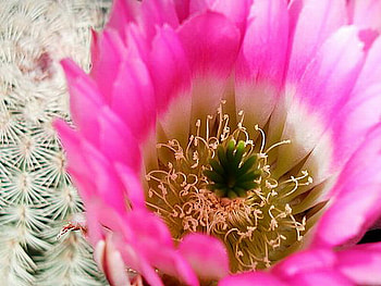 PINK CACTUS, plant, pink, pretty, cactus HD wallpaper