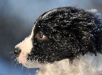 Seven-week-old Border Collie puppy, Slovakia, Border collie, December 16 2010, Bodice, Puppy HD wallpaper