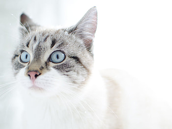 Sweet blue eye cat, sweet, animal, kitten, cat, feline HD wallpaper