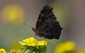 Flower, Macro, Butterfly, Wings, Sideways HD wallpaper