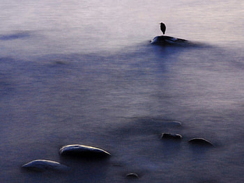 lonely bird, good shot, calm ocean HD wallpaper