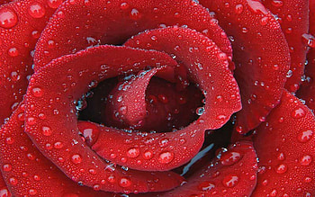 Drops, Macro, Rose Flower, Rose, Petals, Surface HD wallpaper