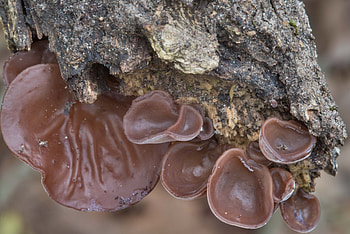 Young caps, Wood Ear mushrooms, College station Texas, Food HD wallpaper