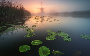 Windmill by Lake, mist, windmill, leaves, lake HD wallpaper