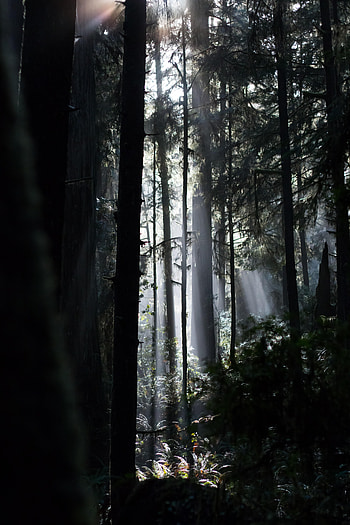 Nature, Trees, Bush, Fern, Beams, Rays HD phone wallpaper
