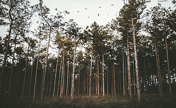 Nature, Trees, Grass, Forest, Evening HD wallpaper