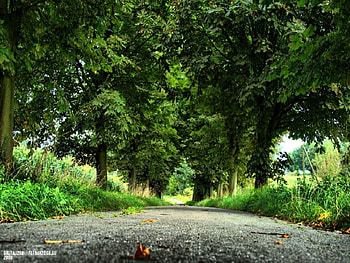 forgotten avenue, forgotten, avenue HD wallpaper