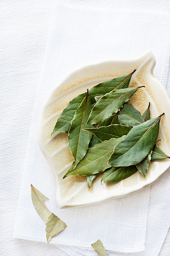 Bay leaves, Plant growth, Harvesting, Usage HD phone wallpaper