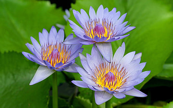 Plants, Flowers, Water Lilies HD wallpaper