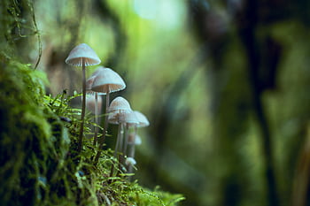 Close-up of small wild mushrooms growing amidst lush, green foliage in a serene forest setting. HD wallpaper
