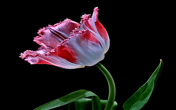 Pretty Blossom, loving, leaves, flowers, romance, beauty, blossom HD wallpaper