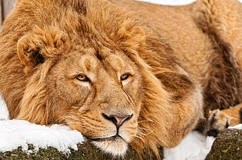 Animals, To Lie Down, Lie, Muzzle, Lion, Predator HD wallpaper
