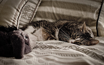 Animals, Cat, To Lie Down, Lie, Sight, Opinion, Bed HD wallpaper
