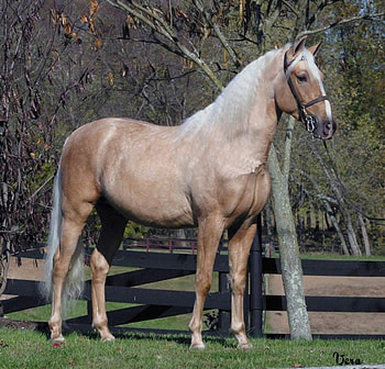 Palomino Horse, horse, stallion, animals, cavalo HD wallpaper