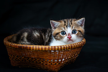 Adorable Kitten in Woven Basket – Stunning Cat, kitten, Animal, cat HD wallpaper
