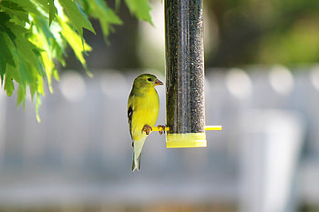 Golden finch, golden, bird feeder, bird, finch HD wallpaper
